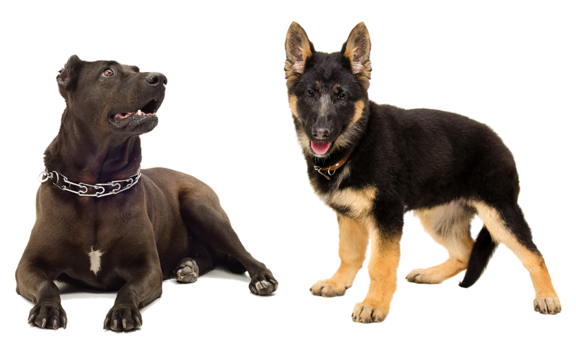 A black dog laying down next to a german shepherd puppy.