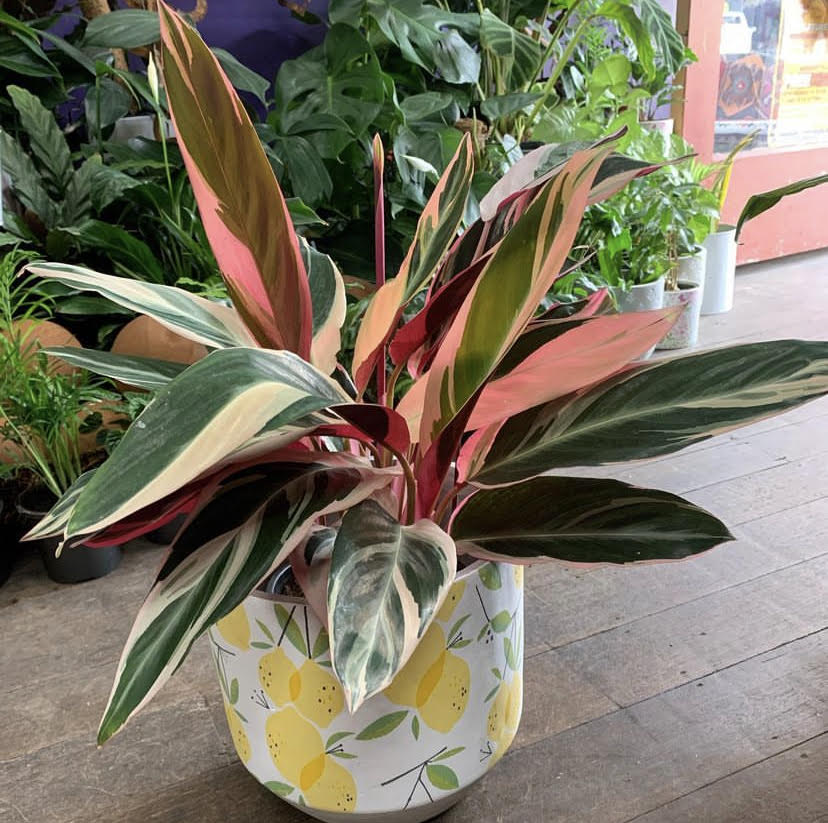montmorency florist flower delivery, florist eltham, florist briar hill, florist greensborough, indoor plants greensborough, indoor plants eltham