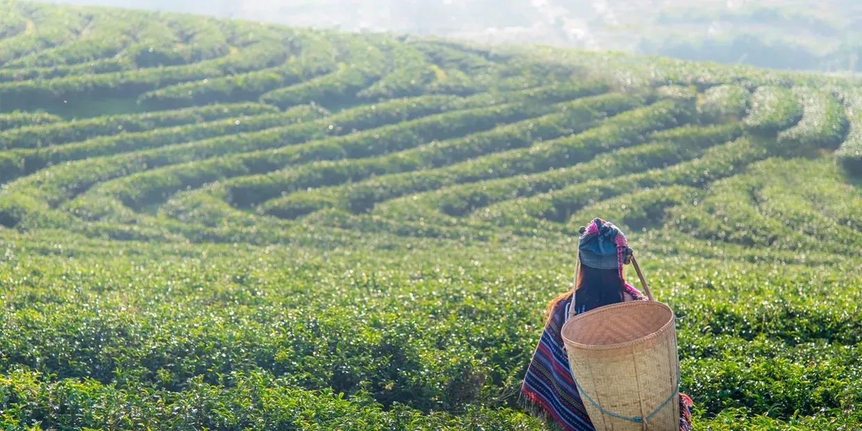 green tea farm