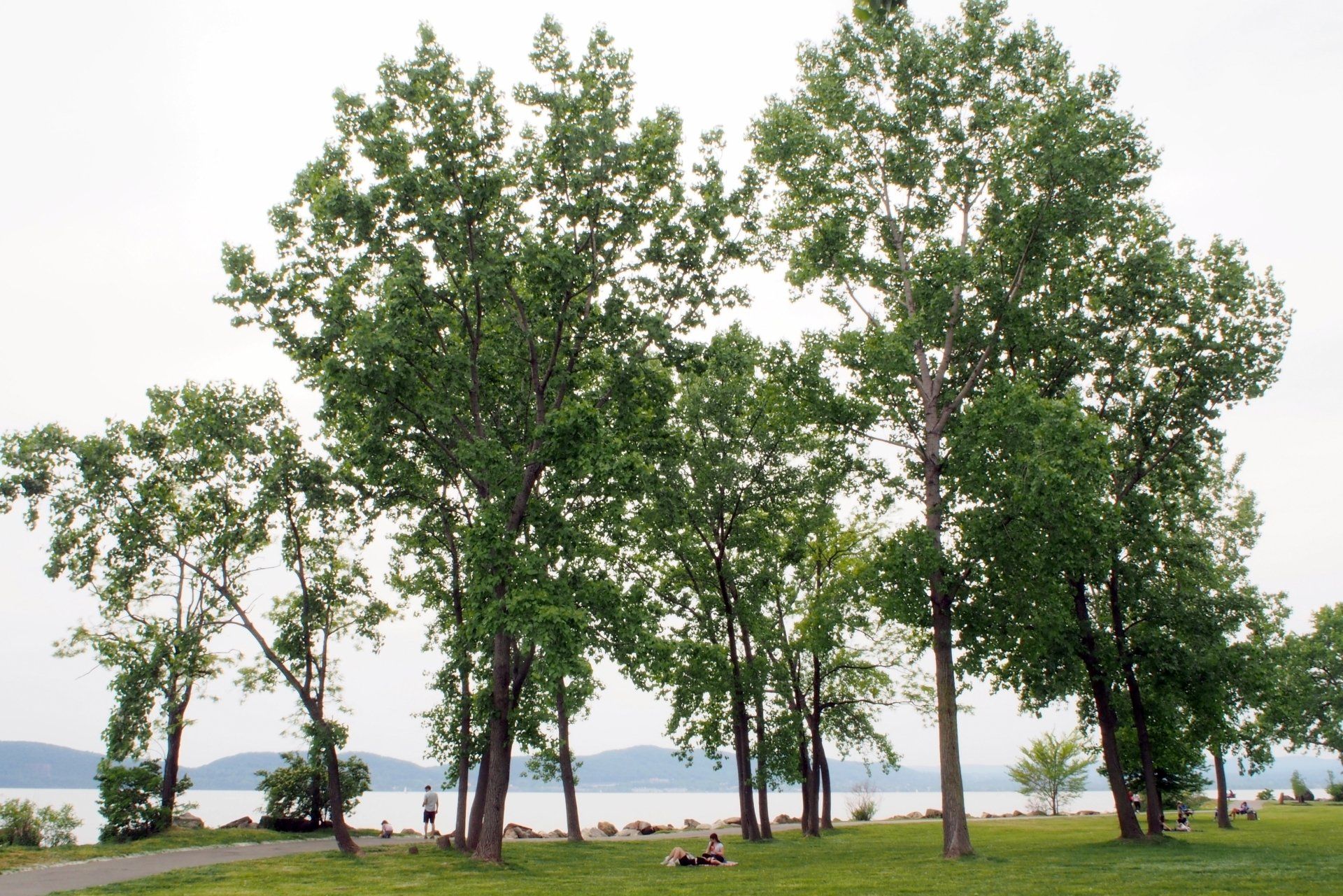 trees by the lake