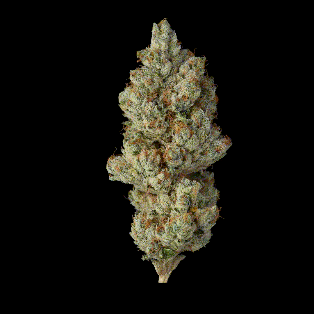 Cannabis bud with frosty green and orange trichomes on a black background