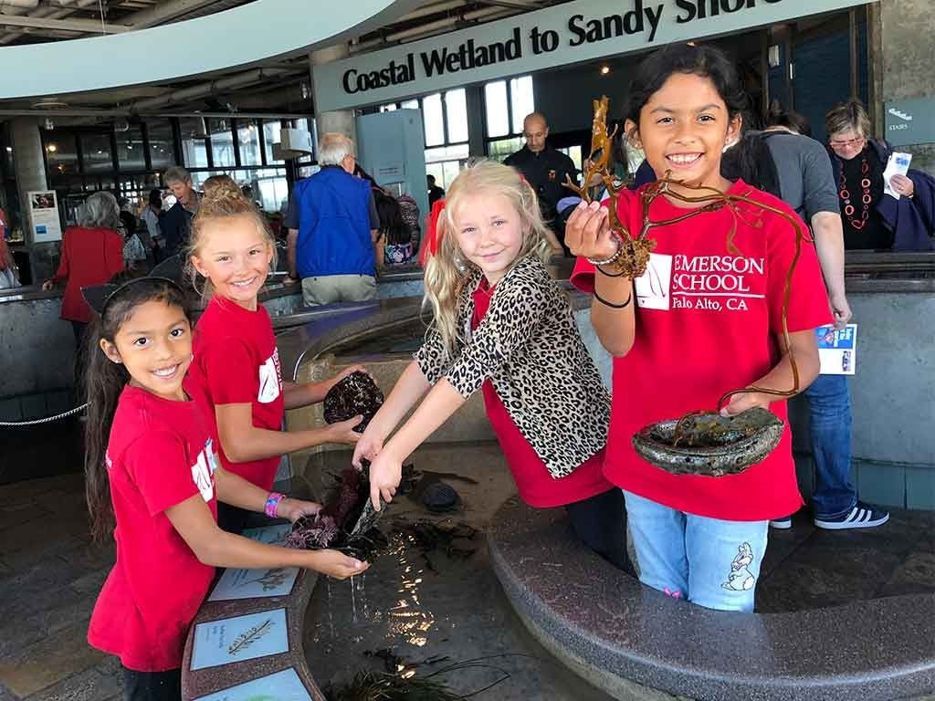 Four smiling elementary students from Emerson School in Palo Alto interact with marine life at an aquarium touch pool exhibit during a field trip.