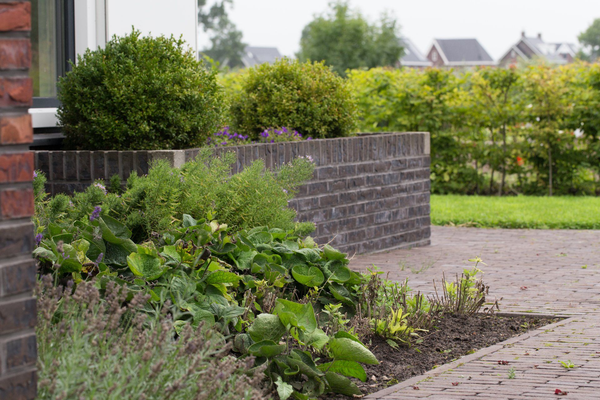 voortuin in Bedum met populus tremula erecta en klimconstructie met wisteria KTK Kolk Tuinontwerp en Groenadvies