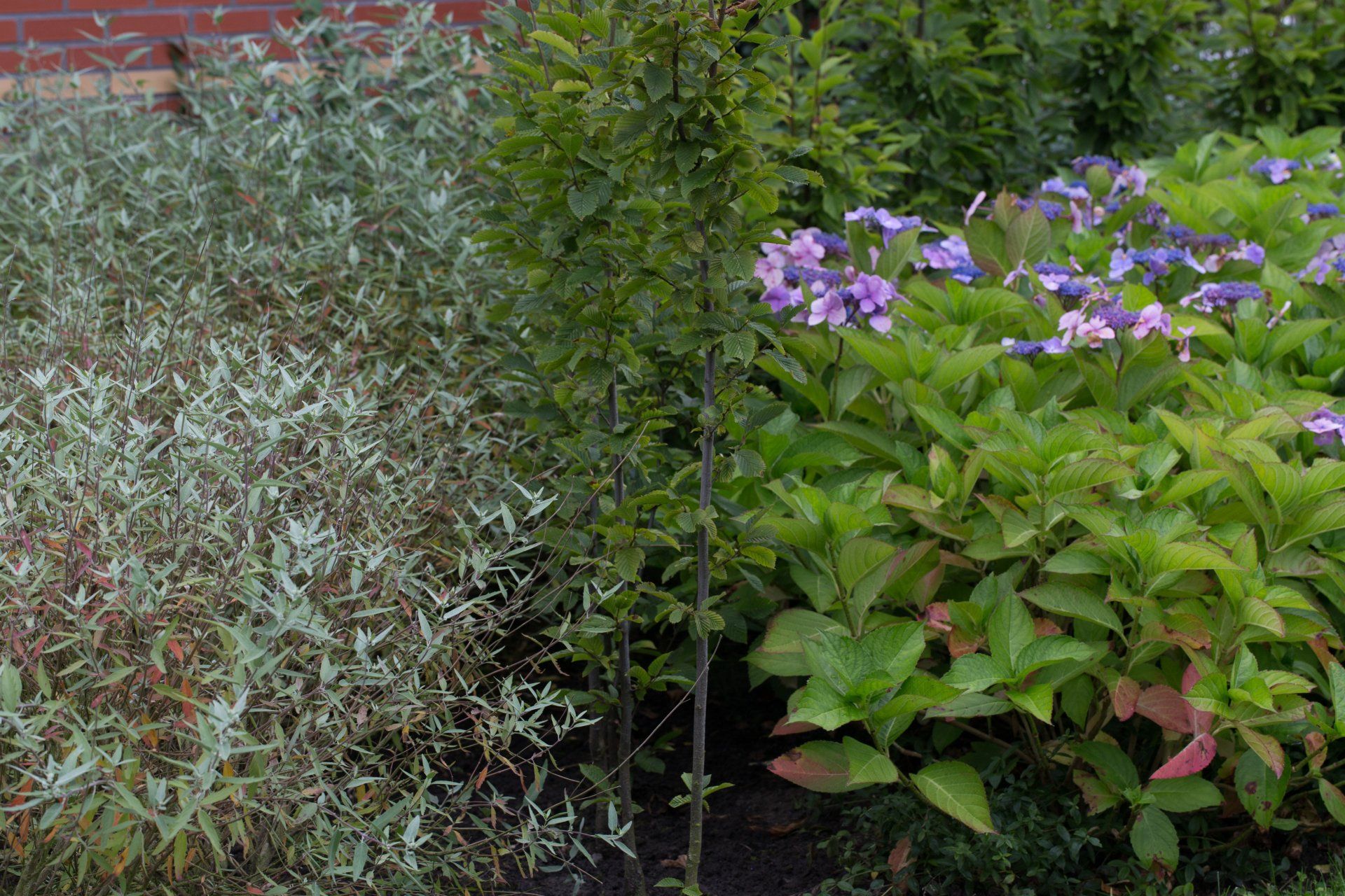 tuin in Bedum KTK Kolk Tuinontwerp en Groenadvies