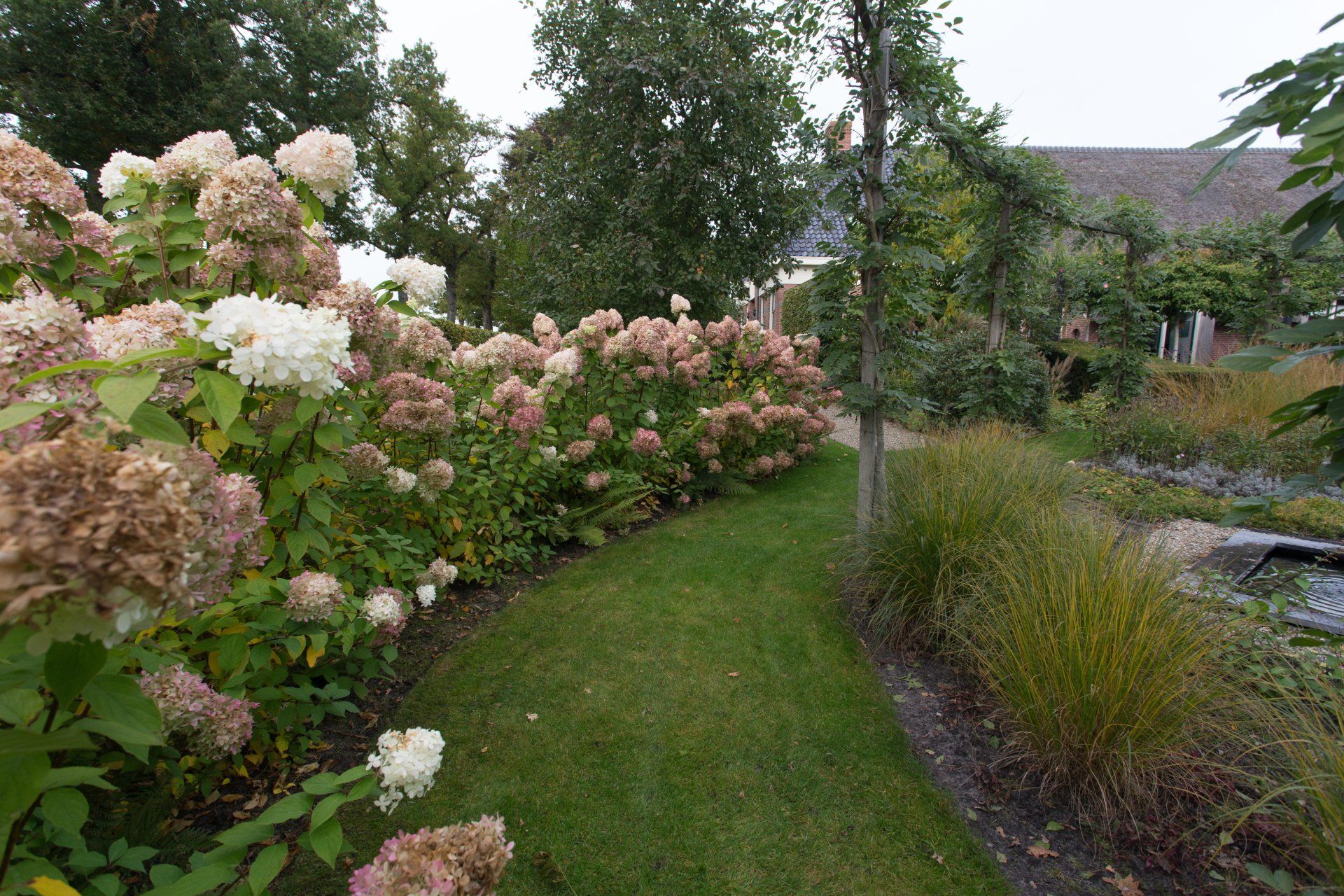 hortensia  Boerderijtuin Roden KTK Kolk Tuinontwerp en Groenadvies