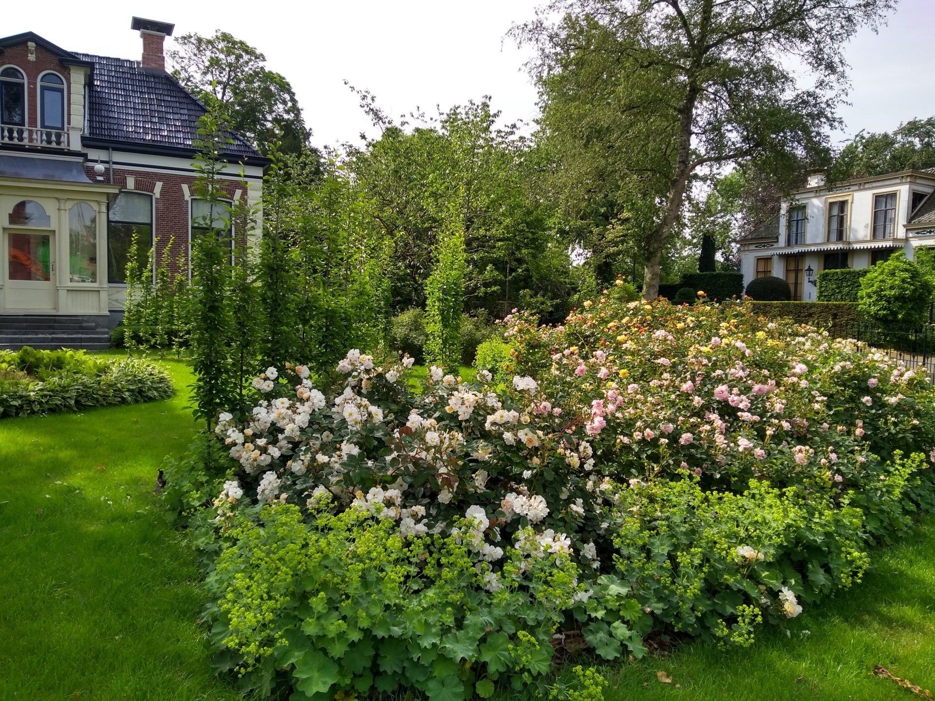 voortuin in Loppersum met struikrozen KTK Kolk Tuinontwerp en Groenadvies