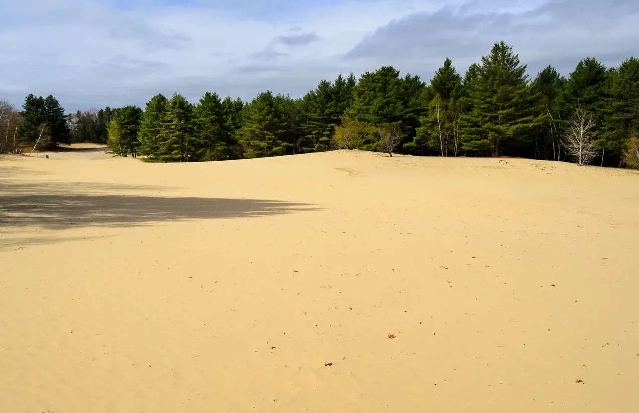 Sandy beach with pine trees under a blue sky