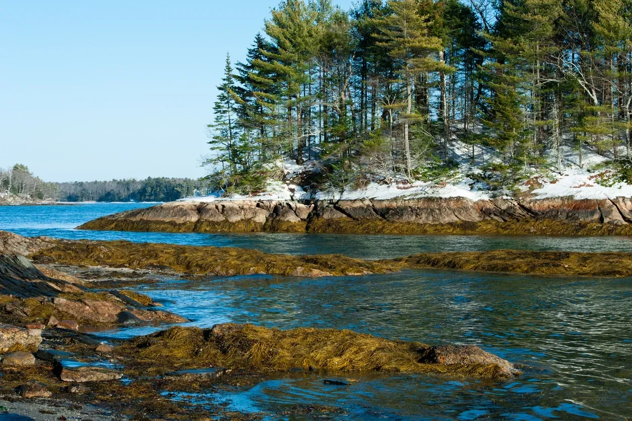 Rocky shoreline with pine trees, blue water, and patches of snow under a clear sky