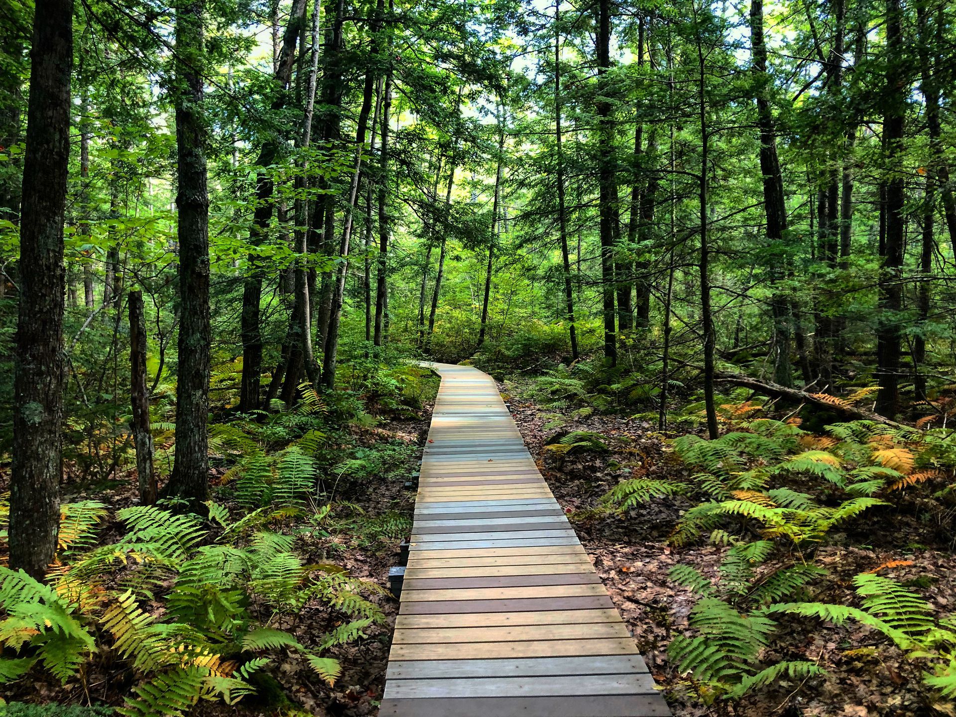 Digital photograph of Saco Heath preserve boardwalk in Maine taken in summer 2019