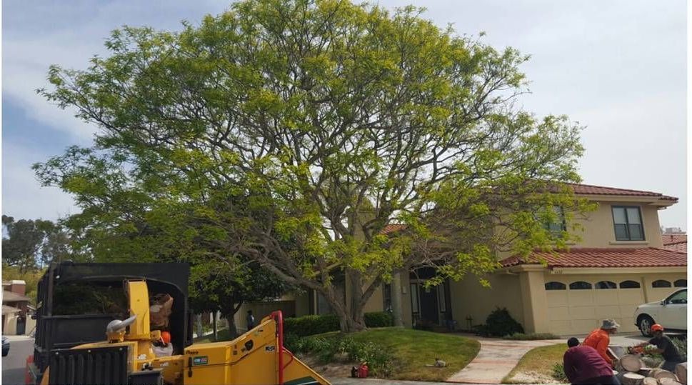 Tree being trimmed in front of a house, with a wood chipper and workers present.
