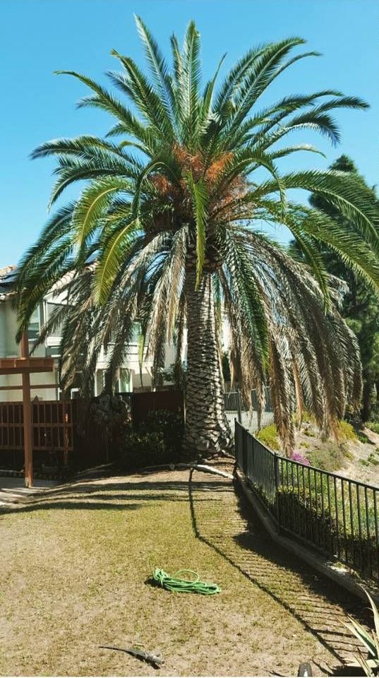 Tall palm tree with green fronds against a blue sky, in a residential yard.