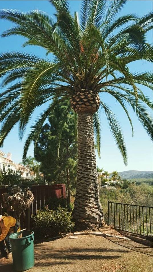 Palm tree with a textured trunk and green fronds, against a blue sky, near a fence and yard.