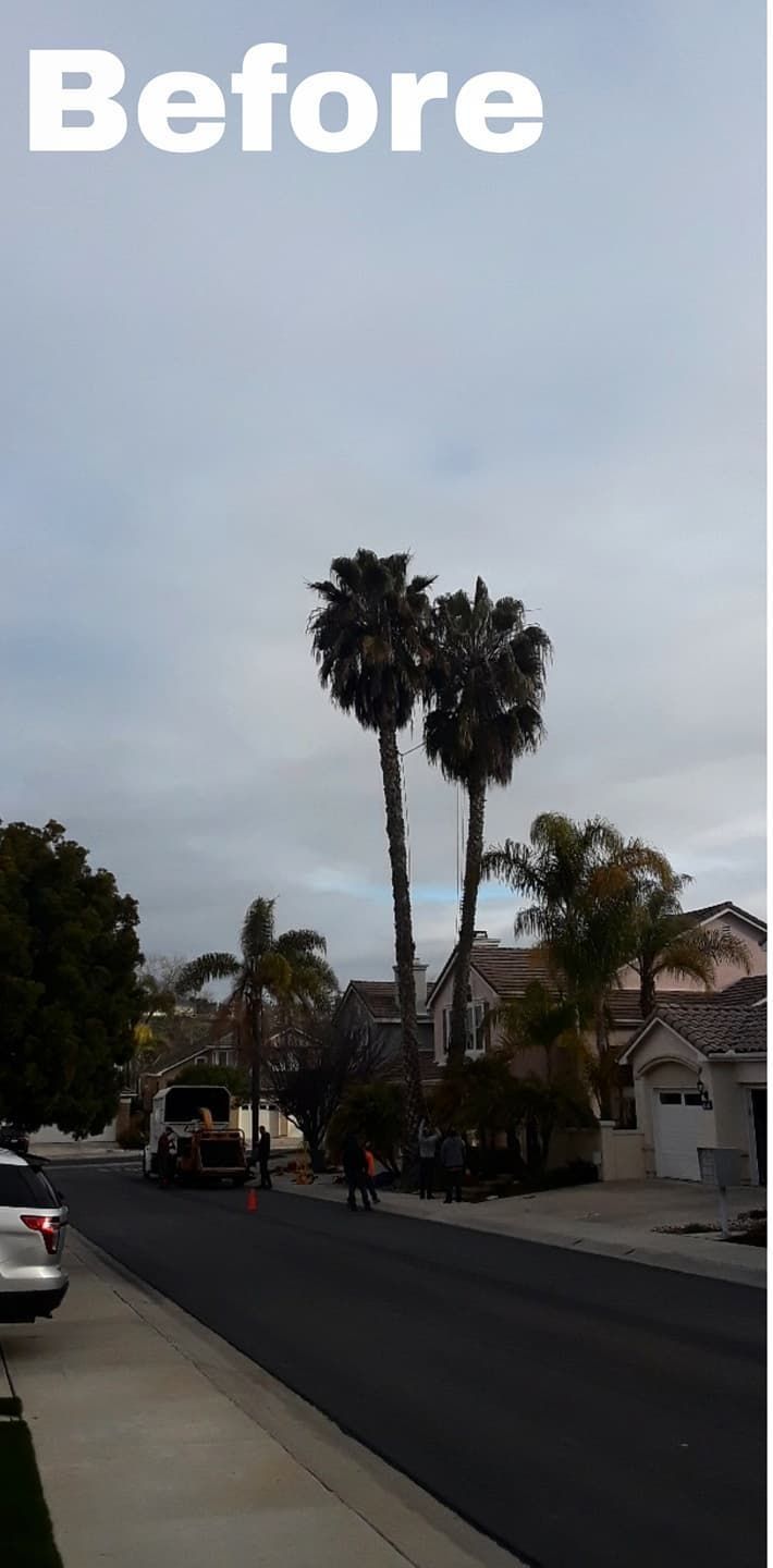 Street with palm trees under a cloudy sky. Cars, houses, and people are visible. 