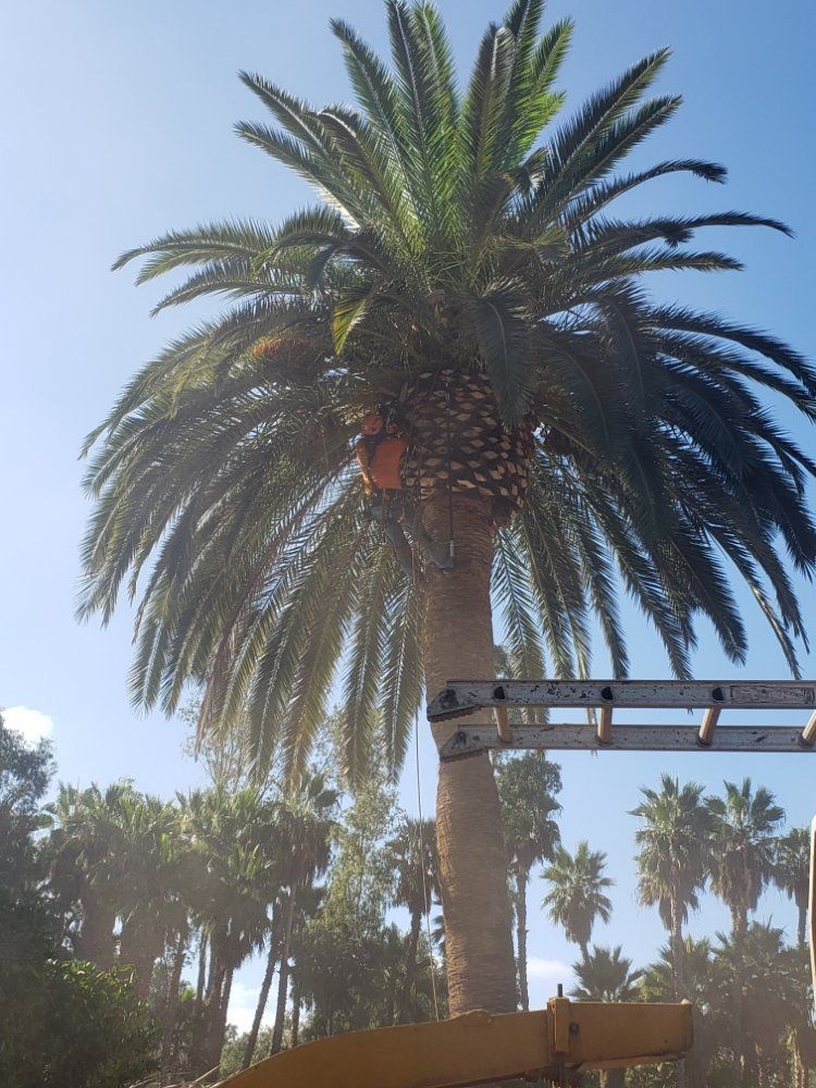 Palm tree with large crown, ladder nearby, blue sky.