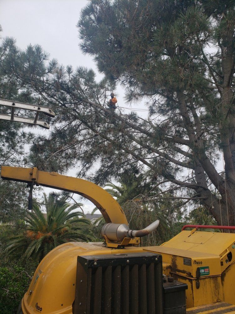 Arborist trimming a large tree, with a wood chipper in the foreground. Overcast sky.