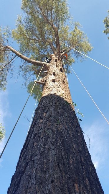 Person climbing a tall tree with ropes attached. Blue sky background.
