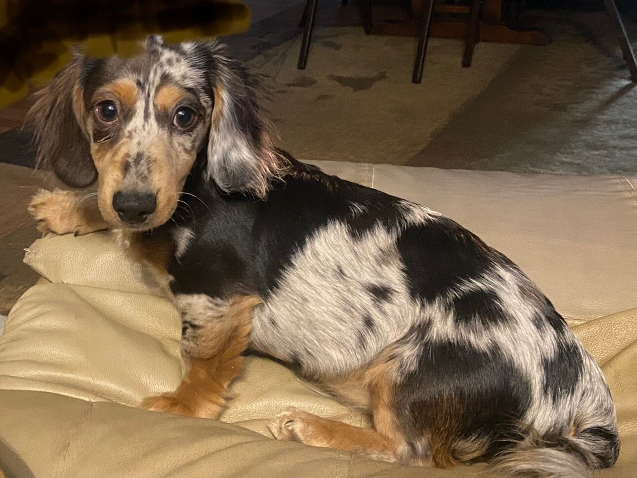 Black and tan dachshund with long hair, looking directly at the viewer with a soft expression.