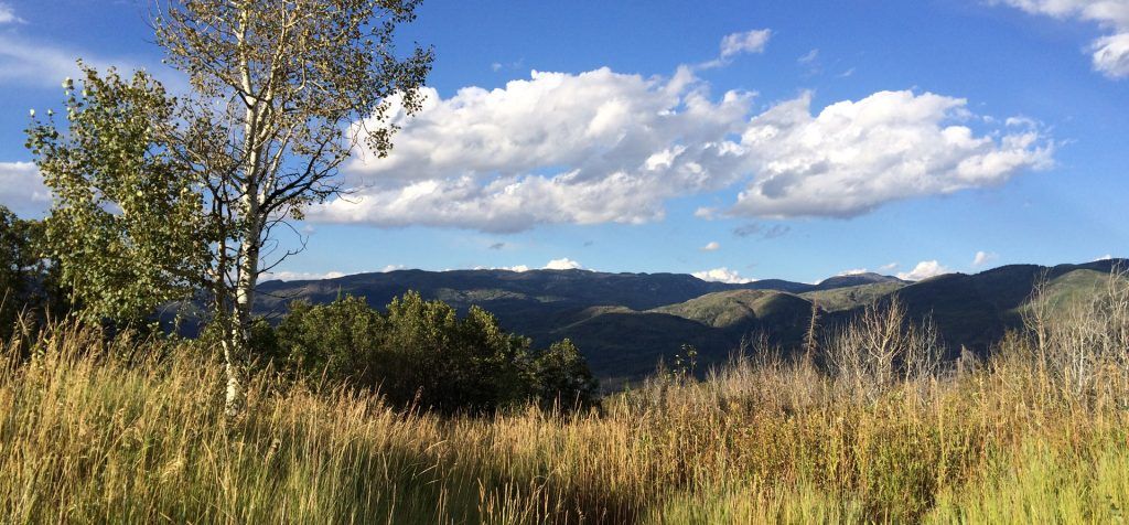 There is a tree in the middle of a field with mountains in the background.