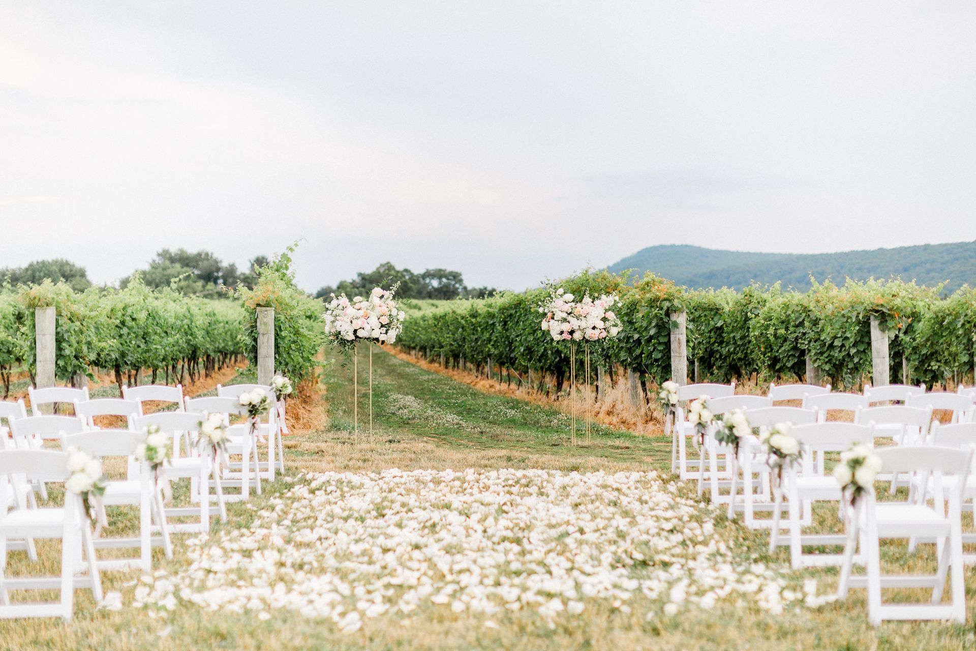 A wedding ceremony in a vineyard with white chairs and flowers on the ground.