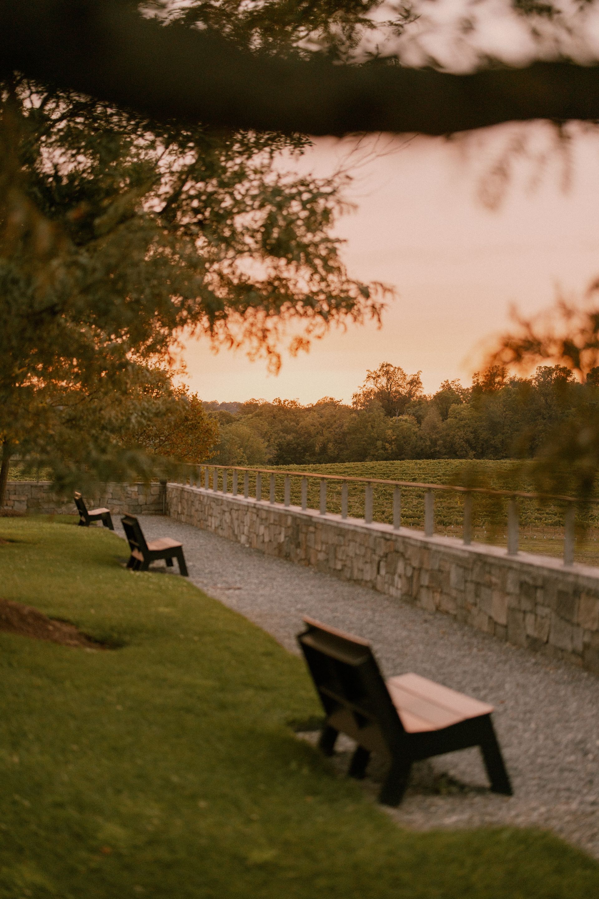 Pathway with benches alongside a stone wall, leading to a vineyard at sunset.