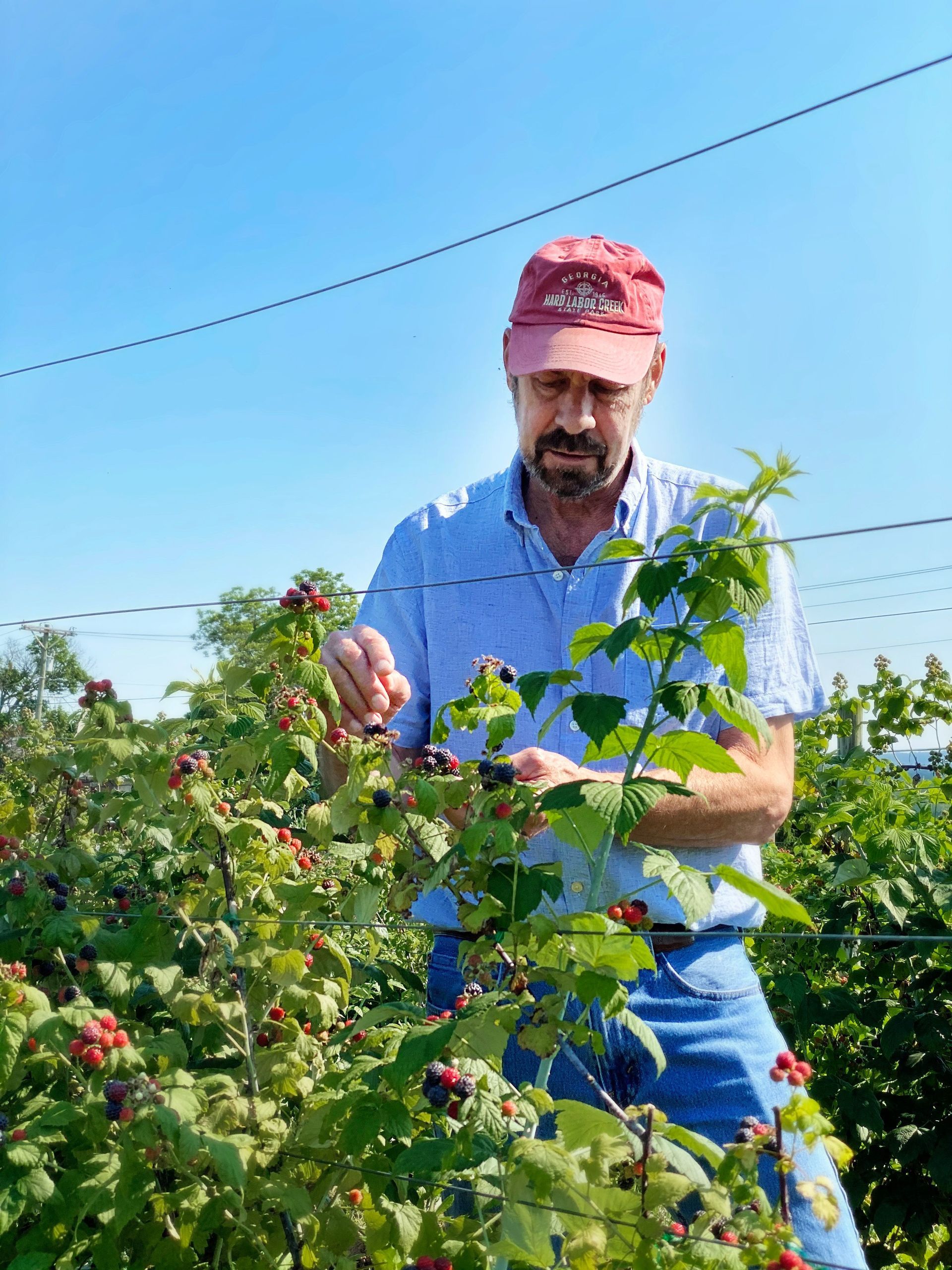 A man in a red hat is picking raspberries from a bush.