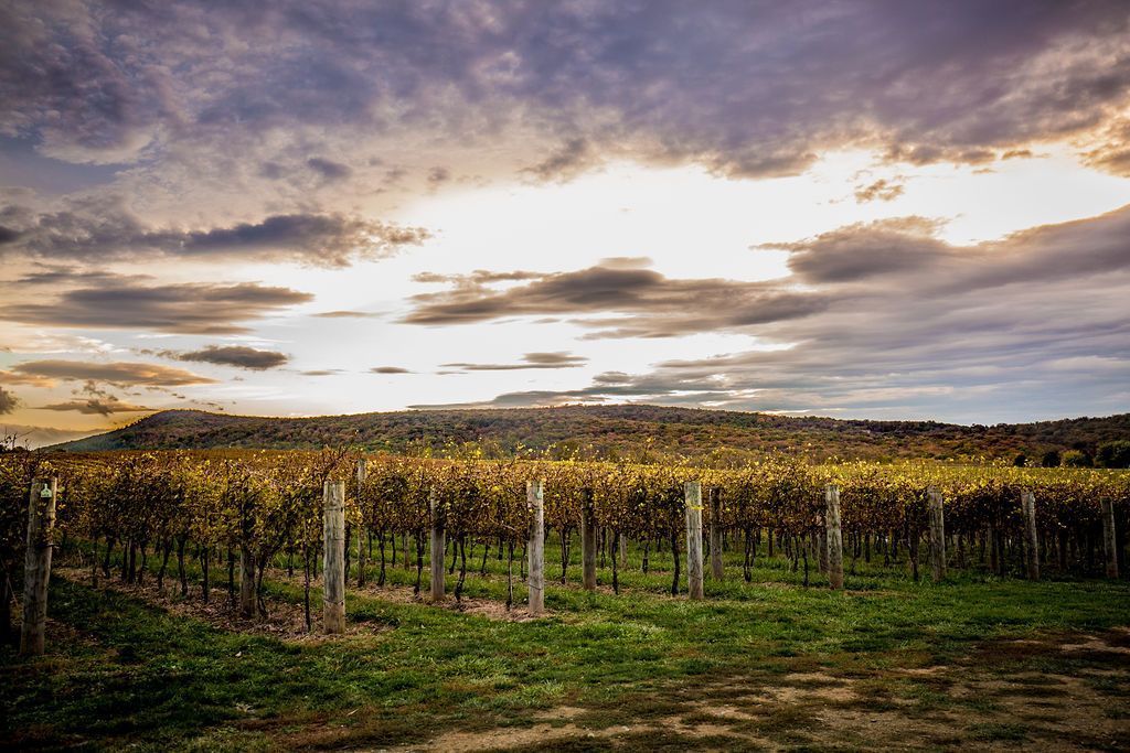 A vineyard at sunset with a cloudy sky in the background.