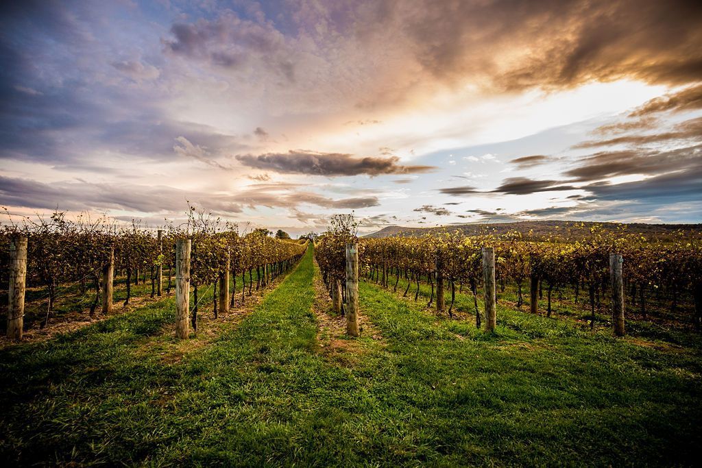 A row of vineyards with a cloudy sky in the background.