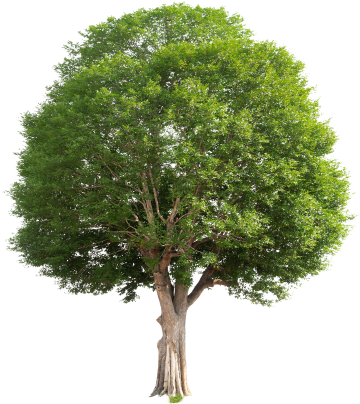 Tree Isolated