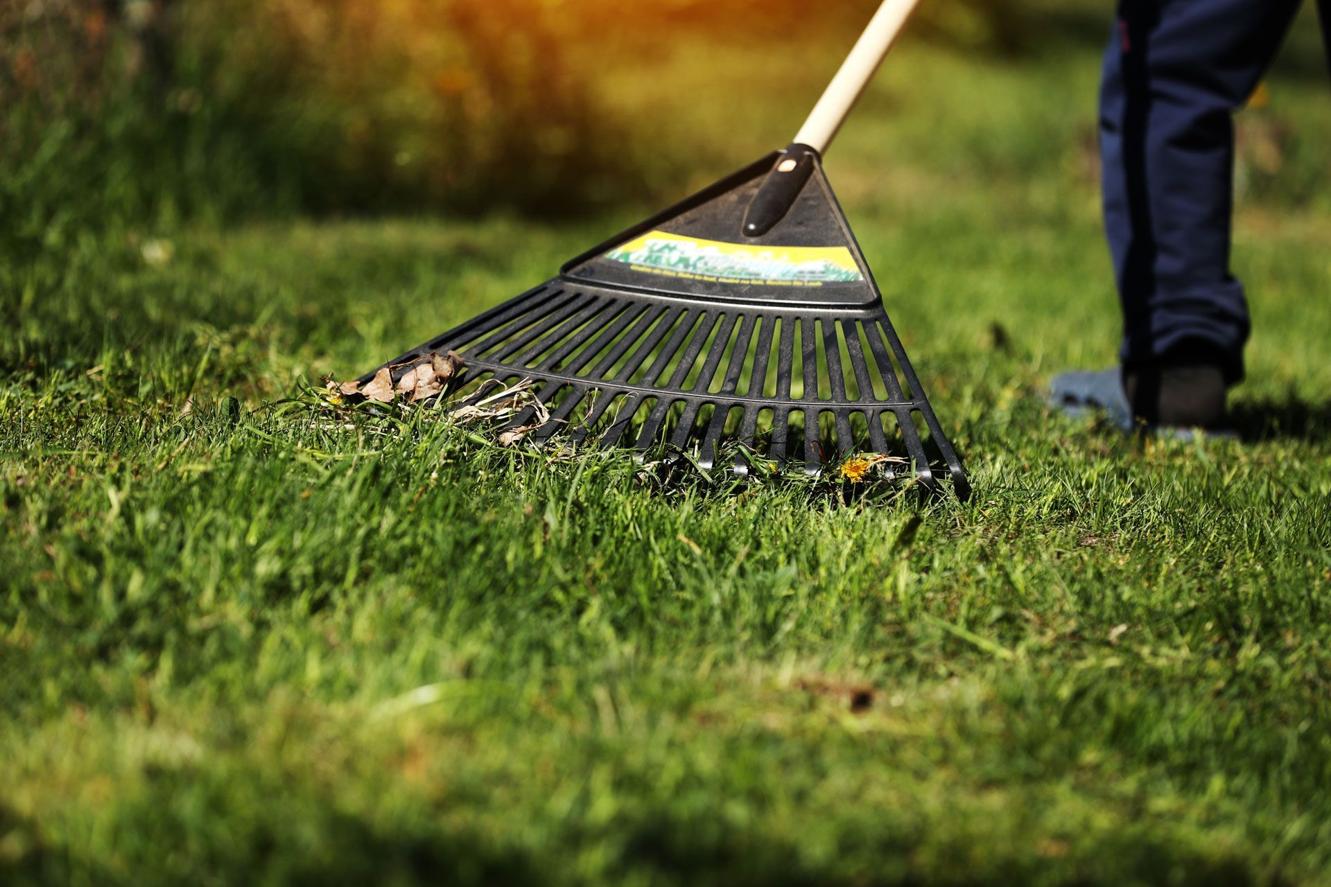 A person is raking the grass in a yard with a rake.