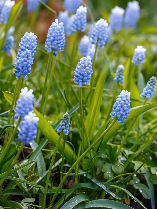 Blue grape hyacinth flowers blooming among green grass and leaves.