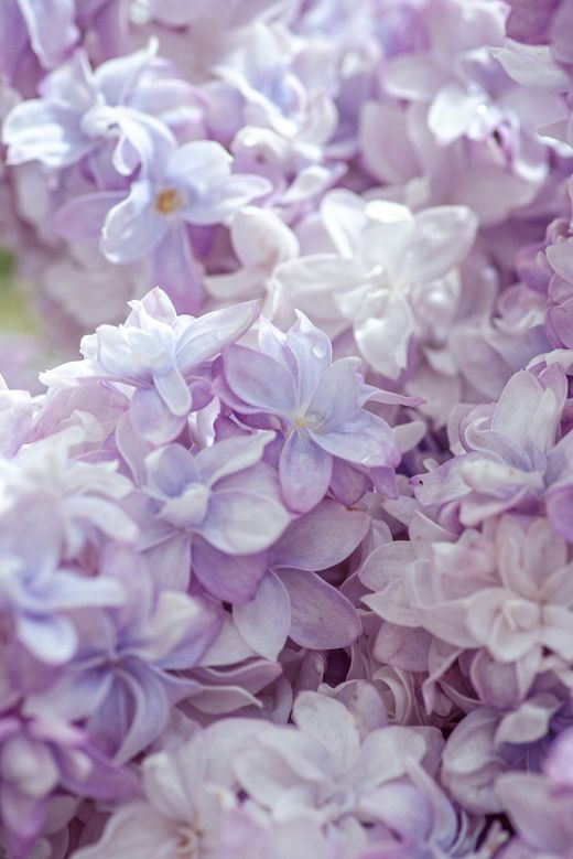 Close-up of pale lavender and white lilac blossoms clustered together
