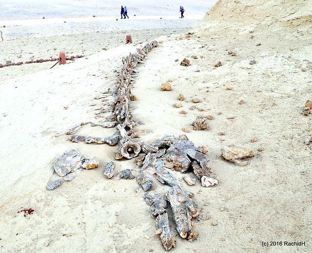 Wadi Al-Hitan (Whales Valley) is one of the most remarkable paleontological sites in the world, offe