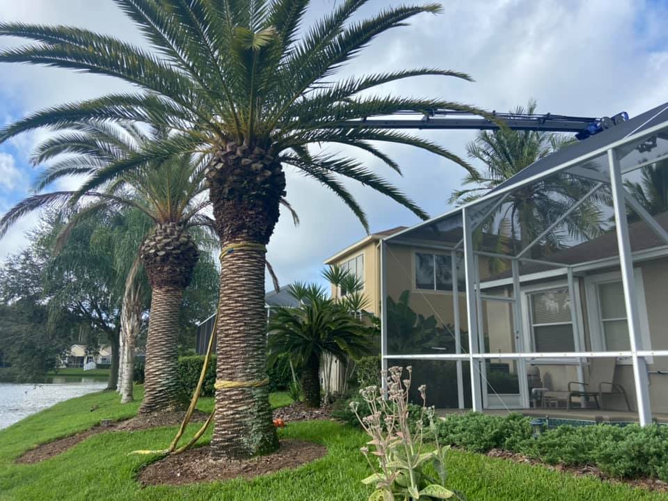 Palm Tree | Land O Lakes, FL | Stumped Up