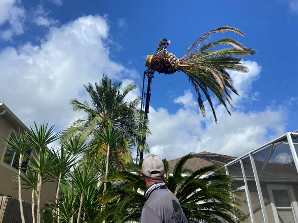 Man trimming a palm tree with crane shaped like a peacock against a bright blue sky.