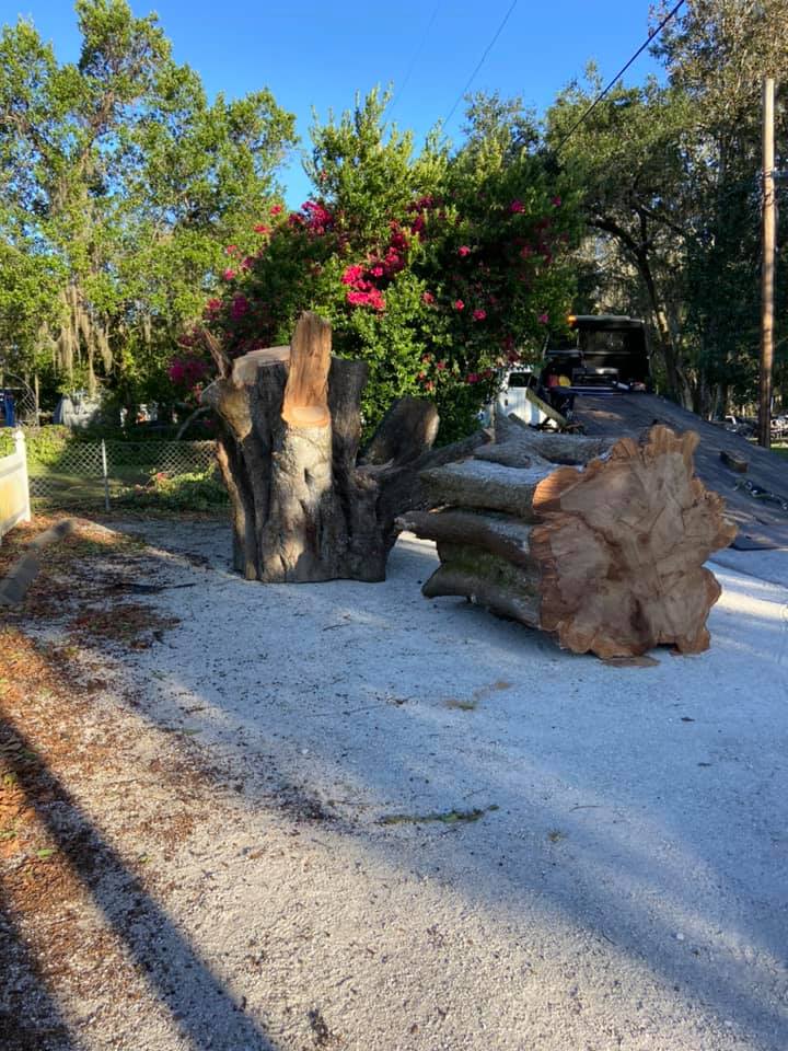 Fallen tree trunk on a sandy road. Stump standing next to it, with flowering bush in background and a truck.