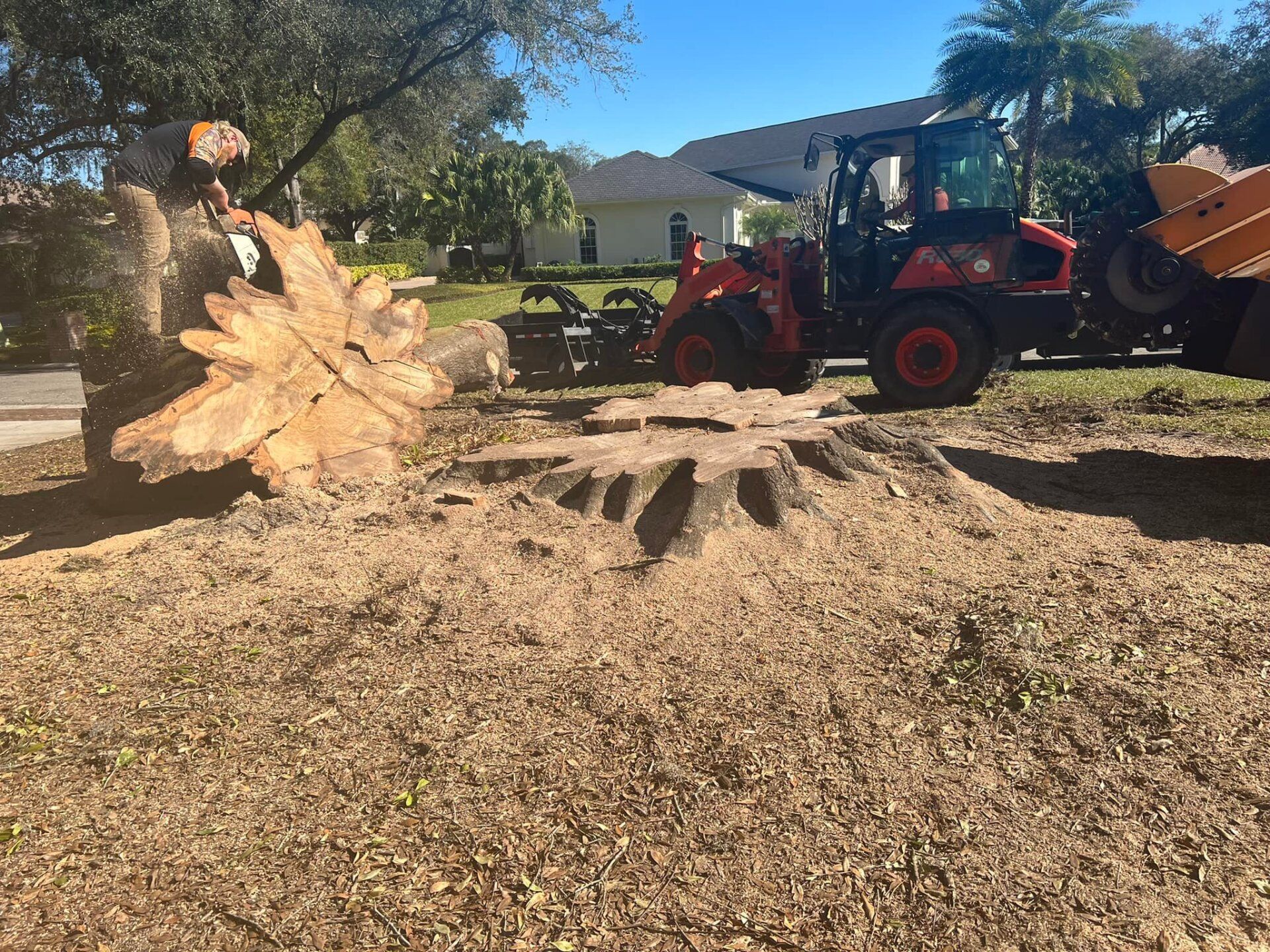 Stump grinding; a tree stump being ground down by a machine on a residential lawn.