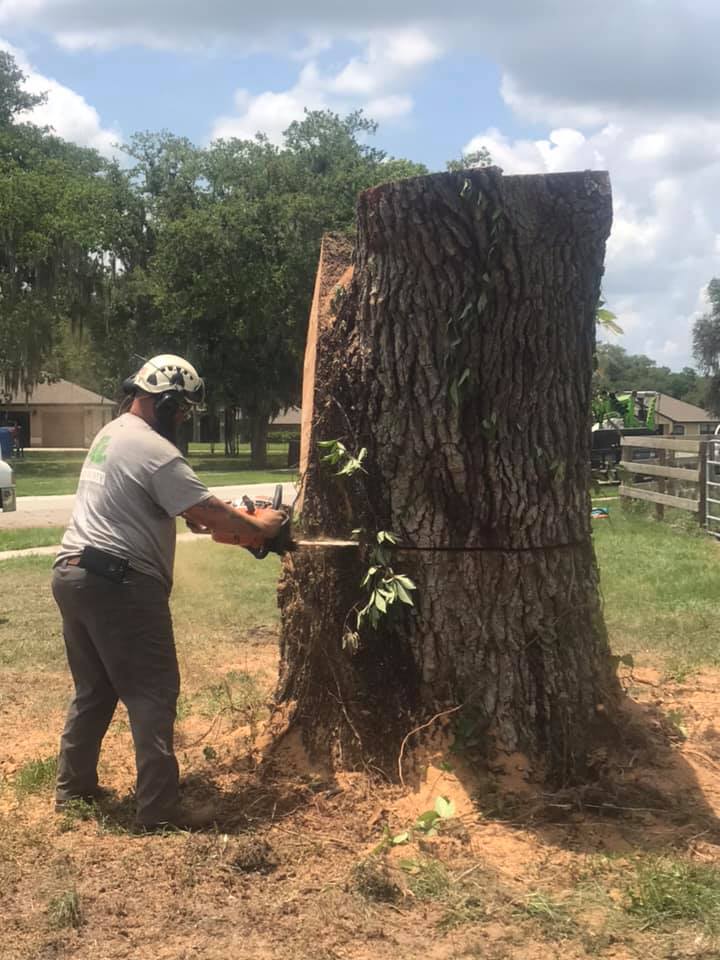 Man in safety gear uses chainsaw to cut a tree trunk in a yard.