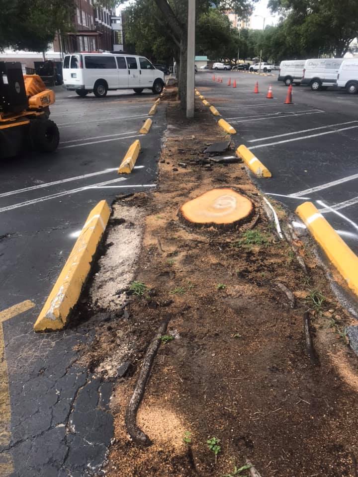 Parking lot with a freshly cut tree stump, sawdust, and yellow parking barriers.