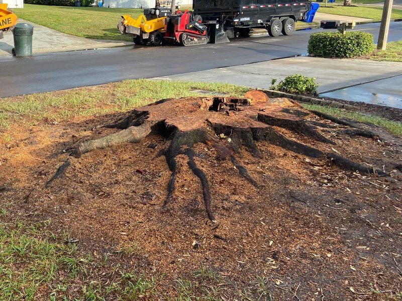 Stump | Land O Lakes, FL | Stumped Up