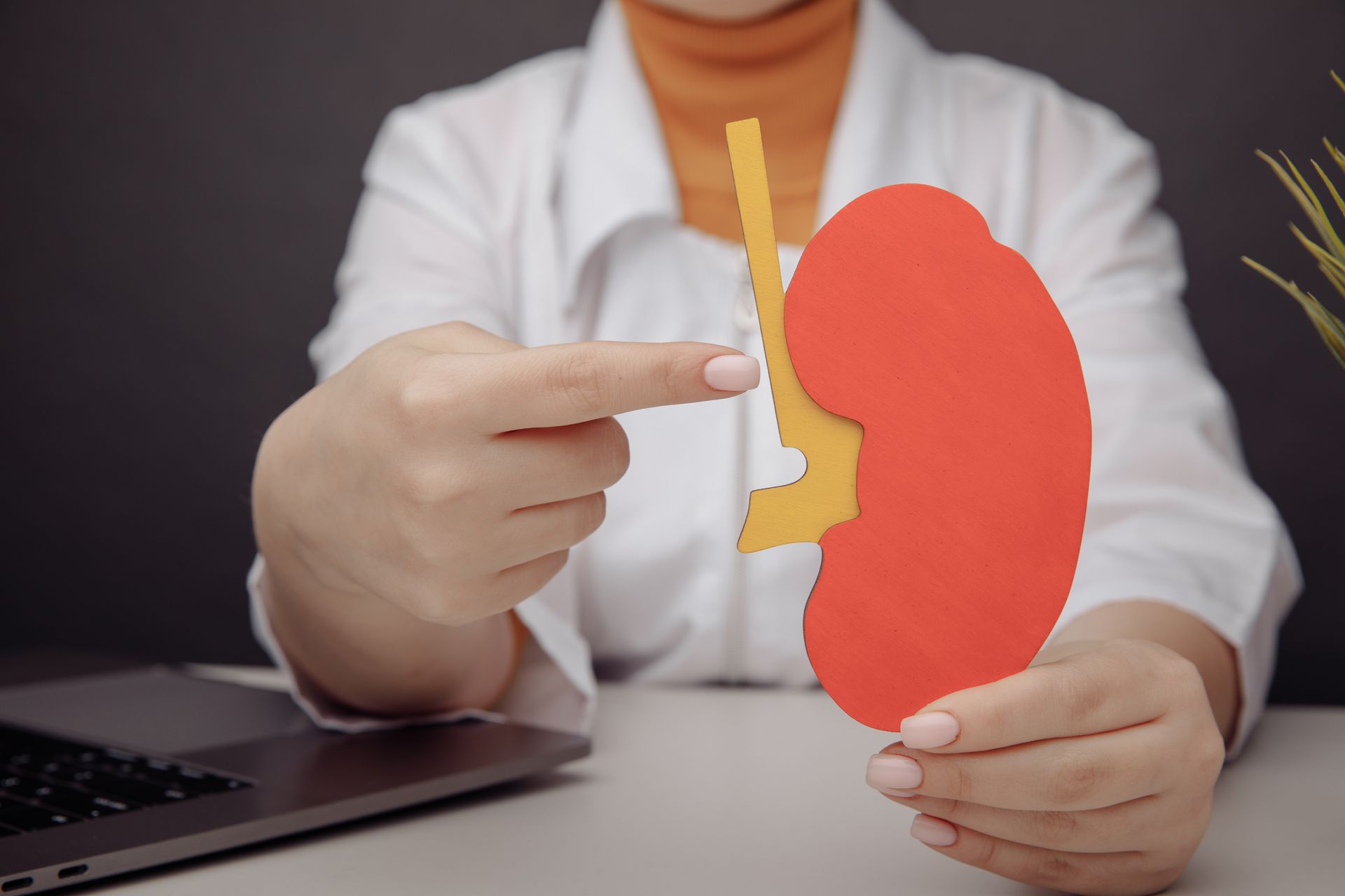 A doctor is holding a paper kidney in her hands and pointing at it.
