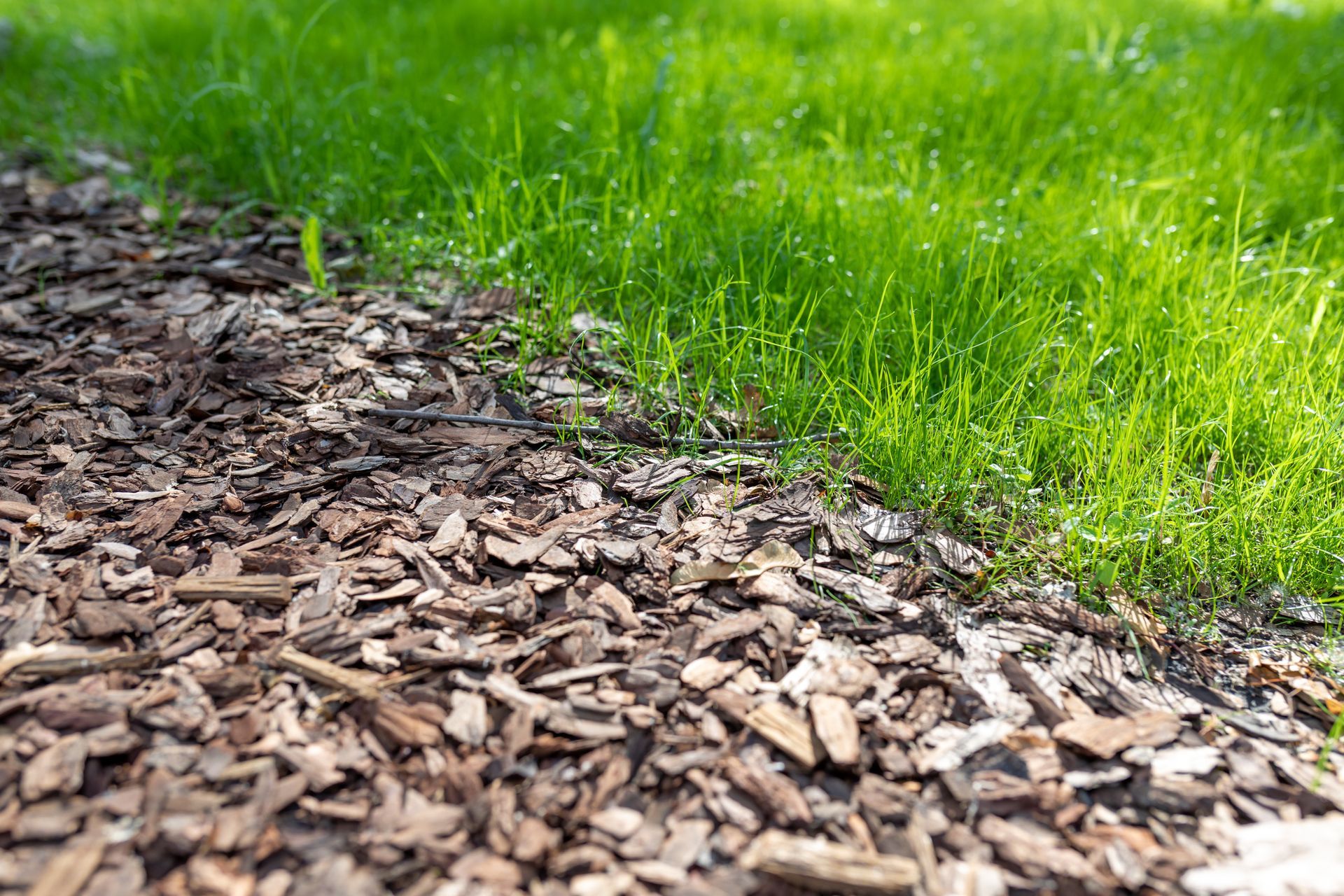 Lawn Care Services Near You
