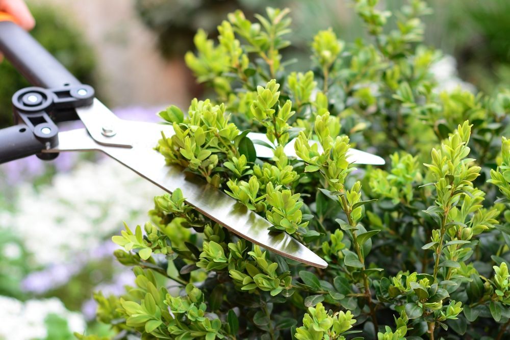 A pair of handheld garden shears trims a small, dense green shrub in an outdoor setting.