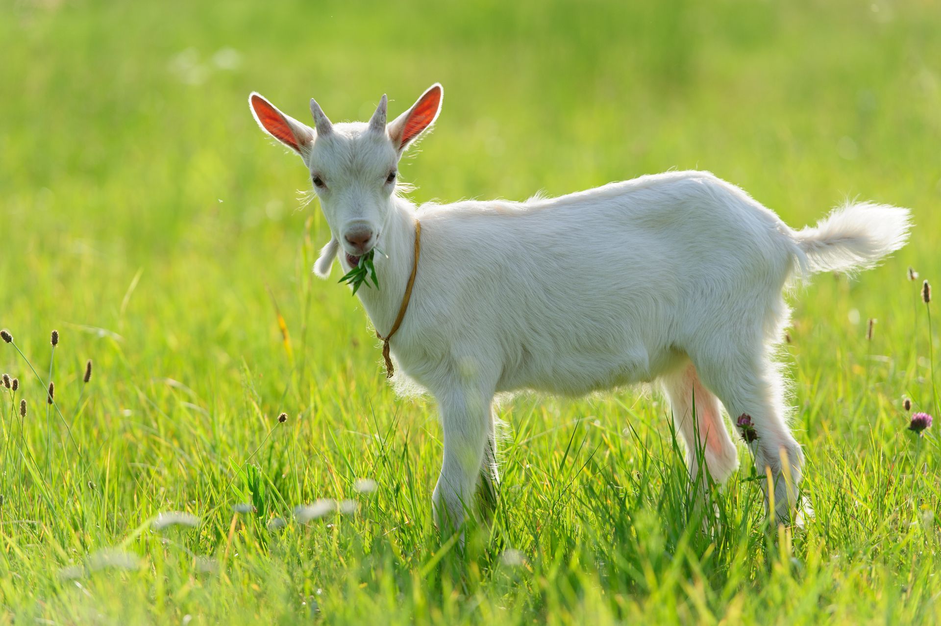 a small white goat is standing in the grass eating grass .
