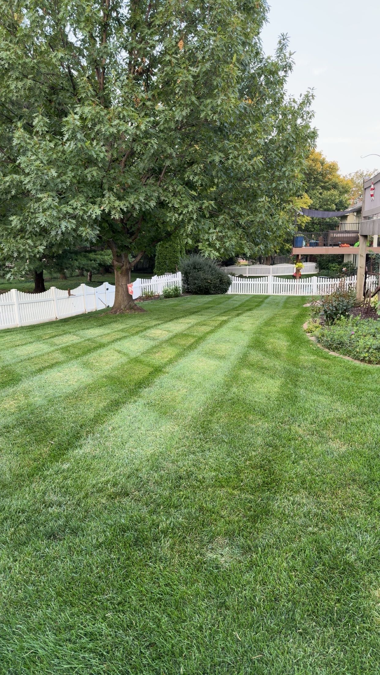 A lush green lawn with a tree in the background and a white fence.