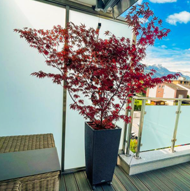 Une grande plante en pot avec des feuilles rouges est sur un balcon