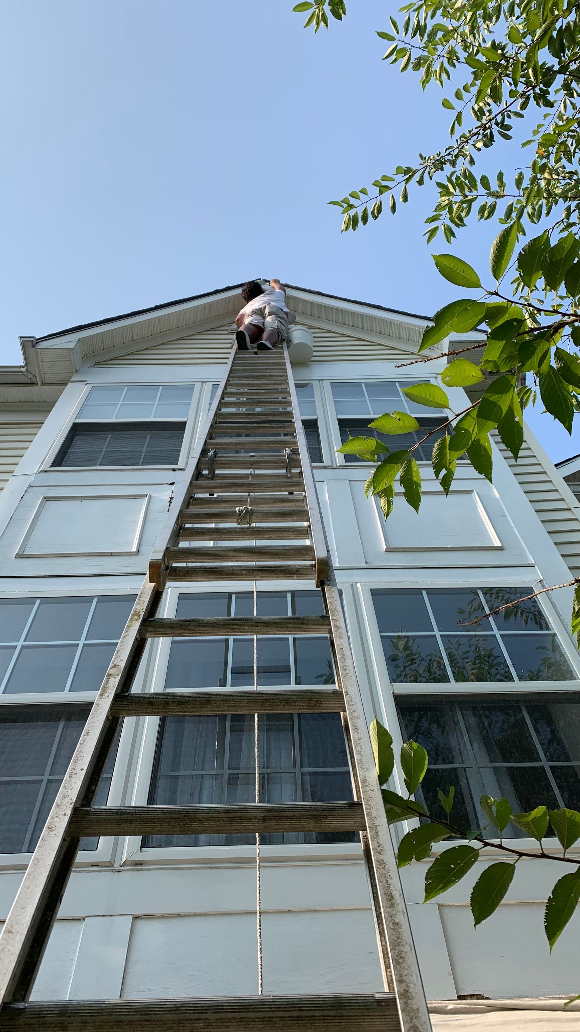 Person standing on a tall ladder against a white house, framed by tree branches and blue sky