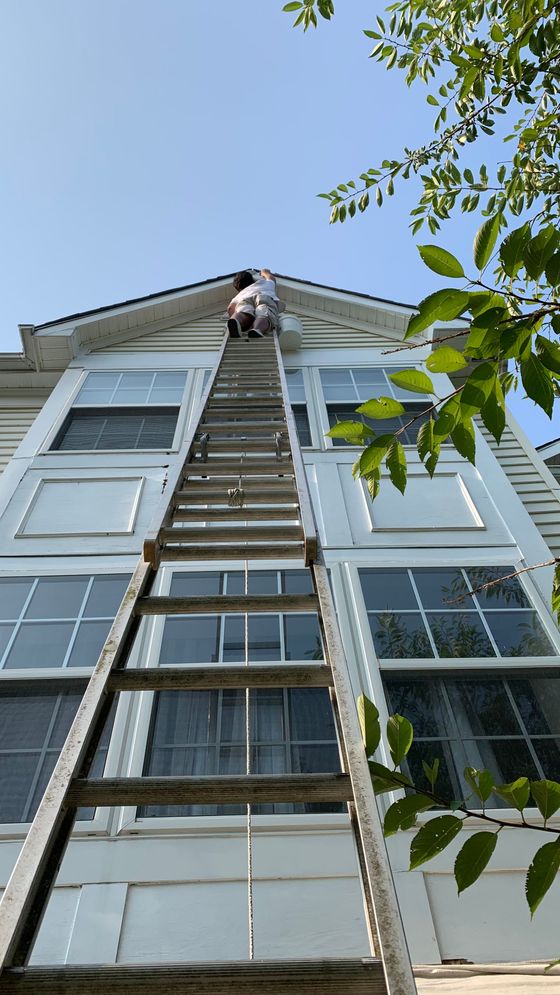 Person on a ladder painting the upper story of a white house with blue trim