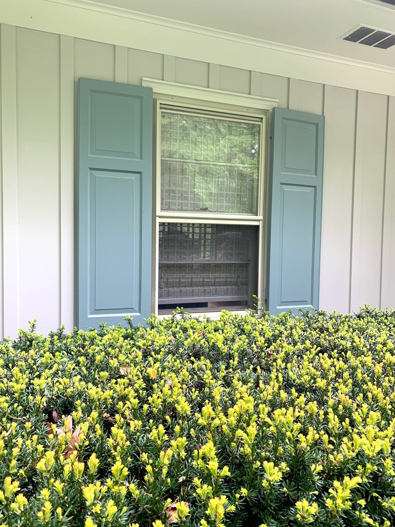 House exterior with pale green shutters, a window, and yellow flowering shrubs in front