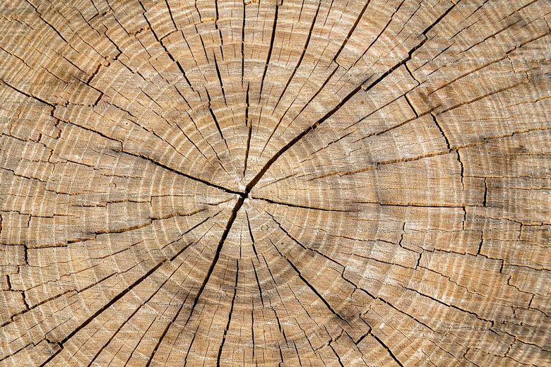 A close up of a tree stump showing the annual rings.