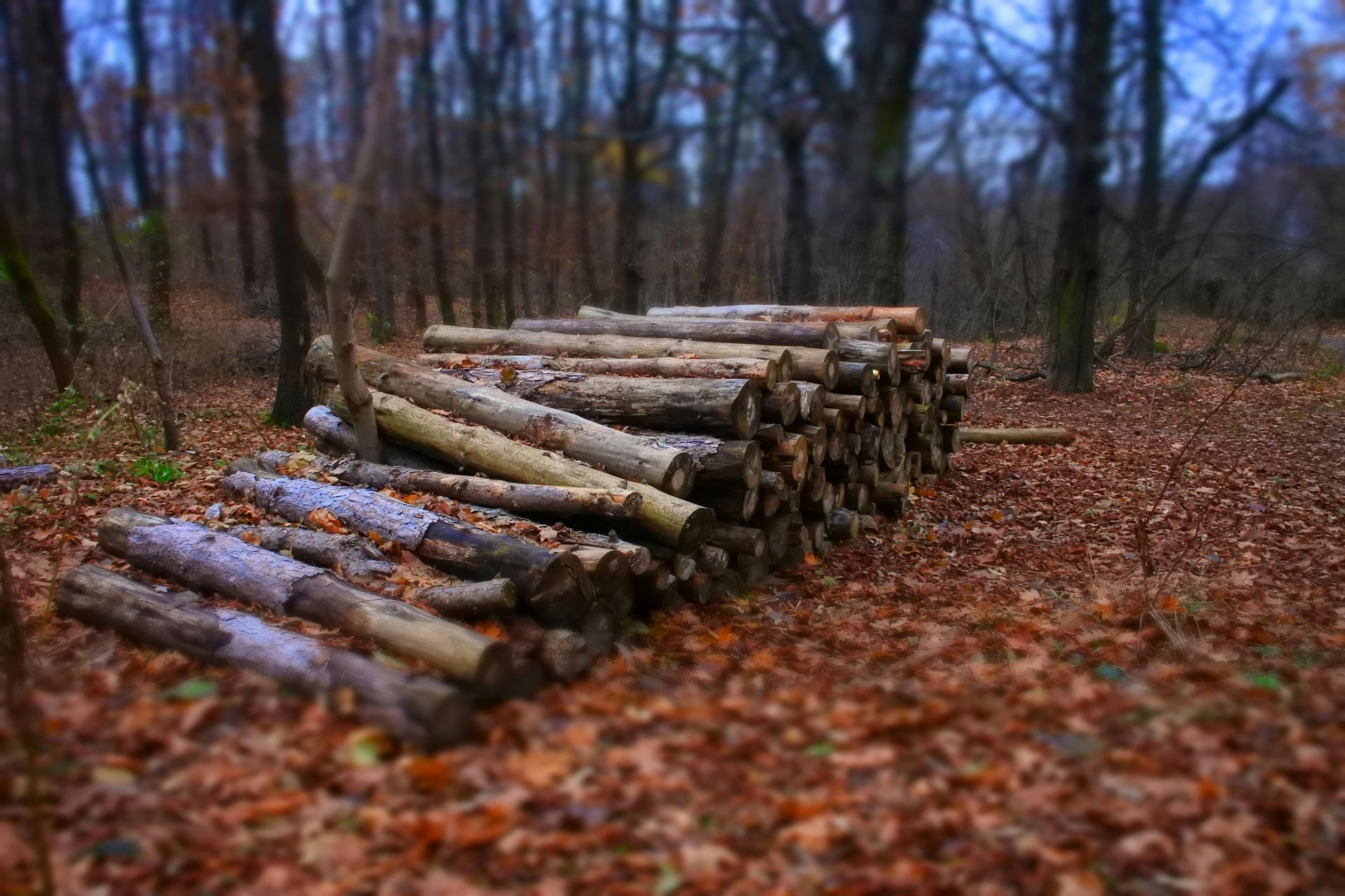 A pile of logs sitting on top of a pile of leaves in a forest.